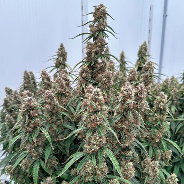 Samen 3x Orion F1 Automatik Royalqueenseeds
